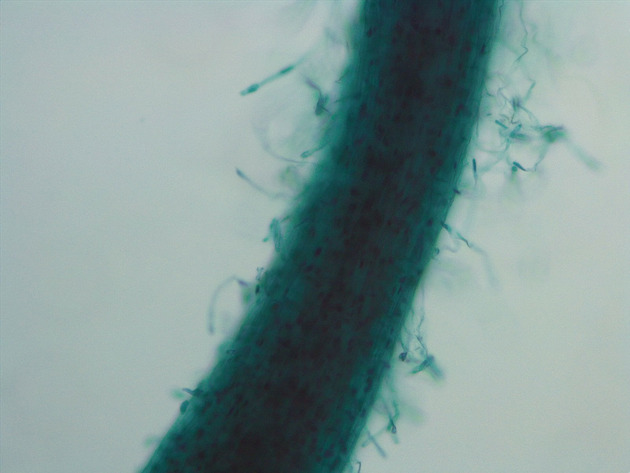 Root Hairs Slides - Root Hairs 01 100X